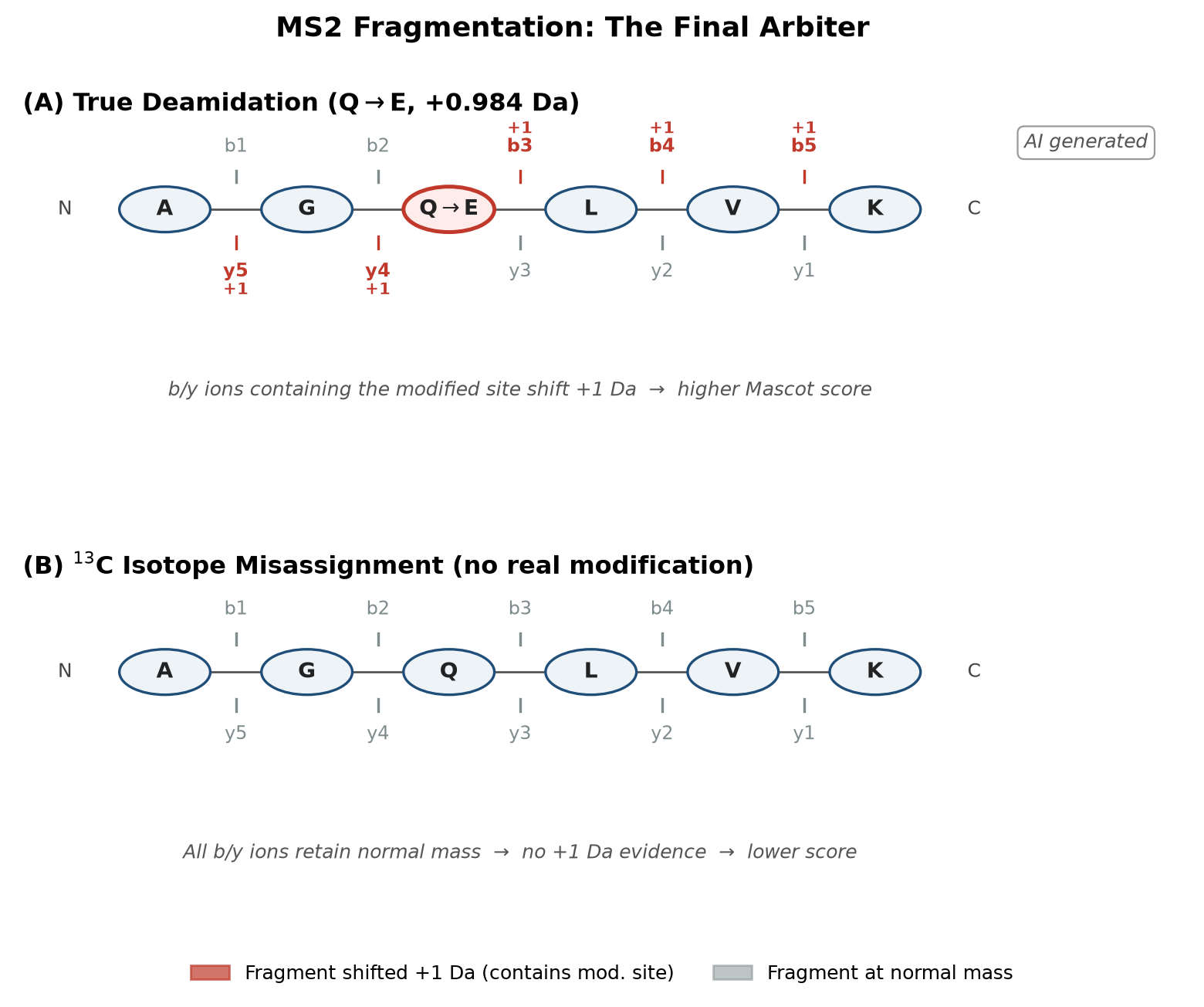 MS2 fragmentation evidence: true deamidation vs 13C isotope misassignment