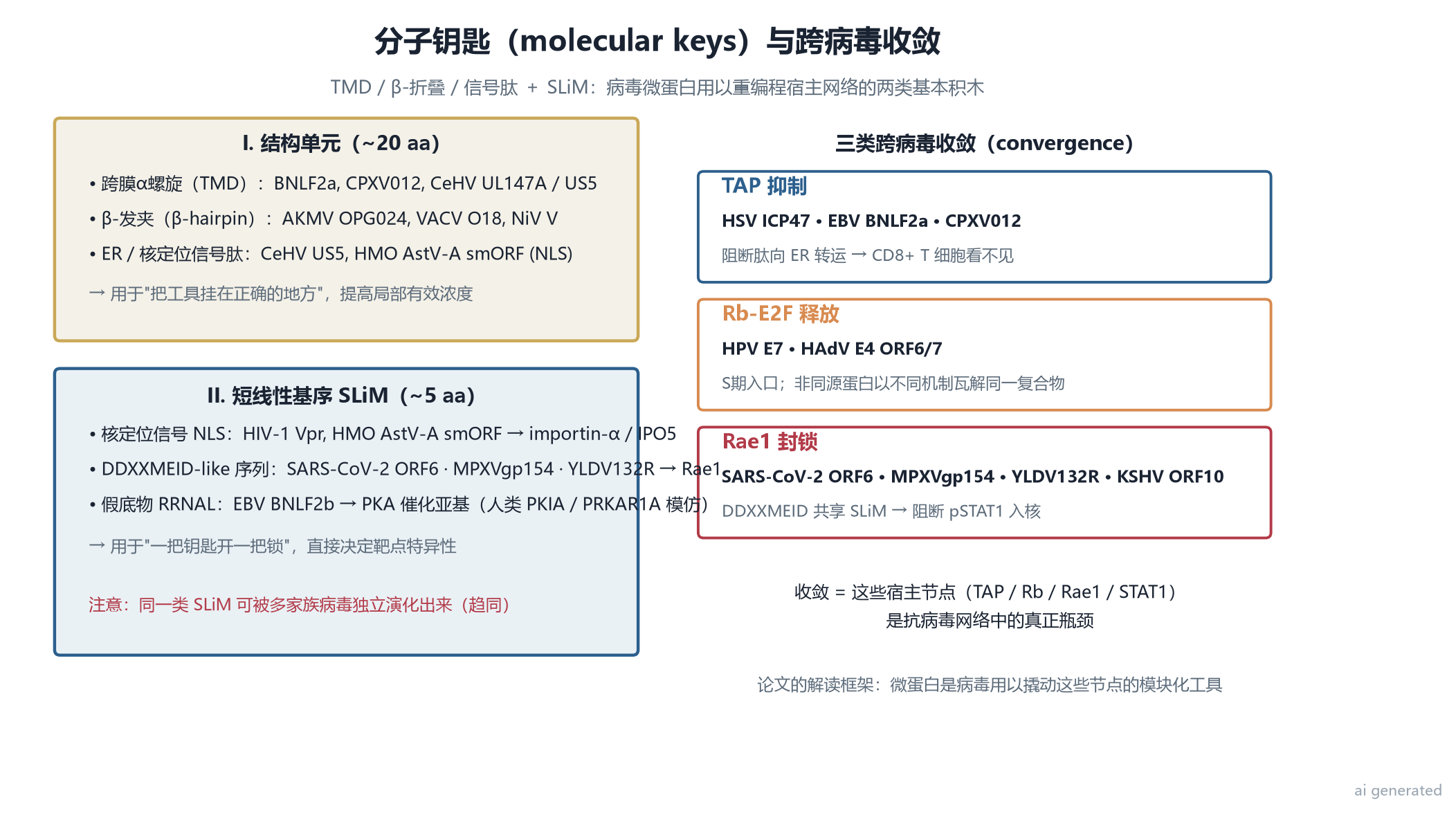 笔者自制:分子钥匙与跨病毒收敛
