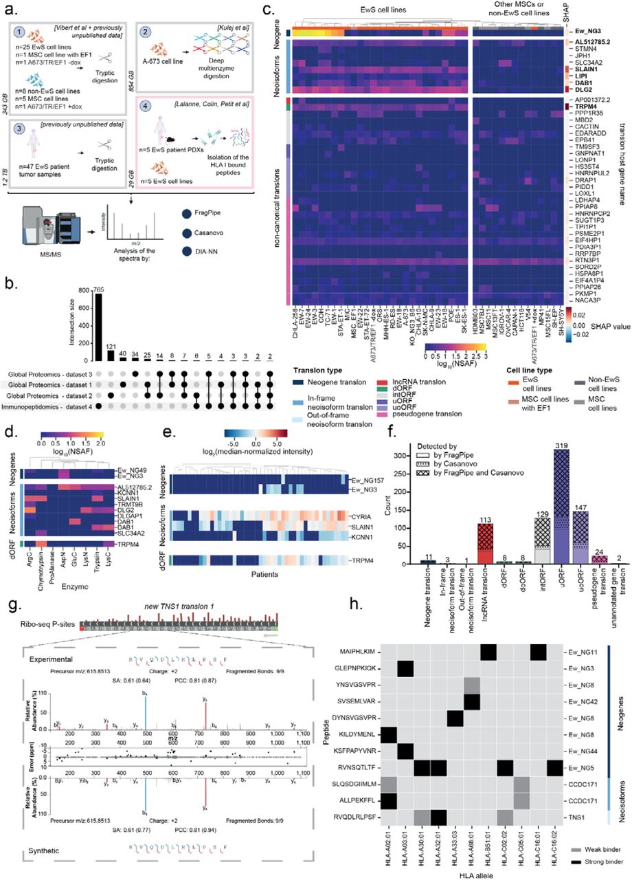 proteomics and immunopeptidomics detection of nc-translons