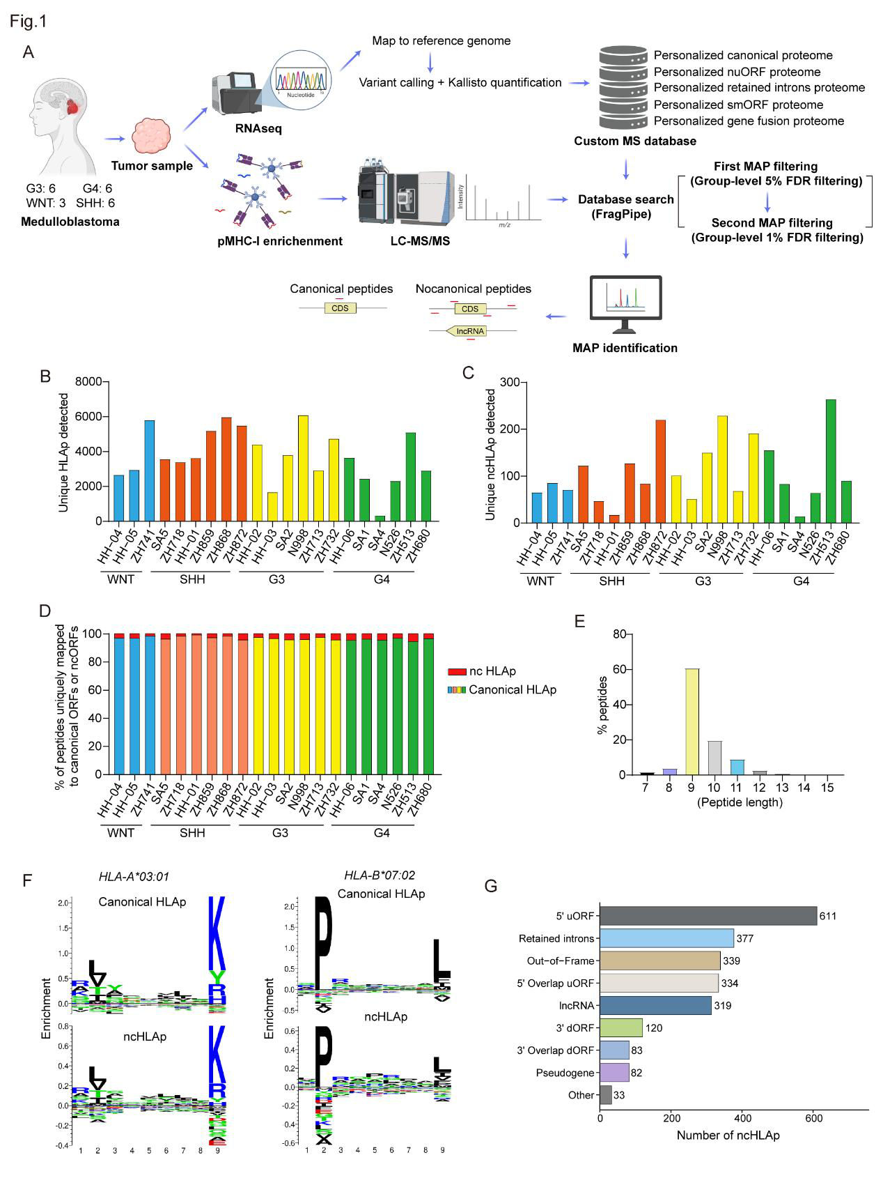medulloblastoma ncHLAp discovery workflow