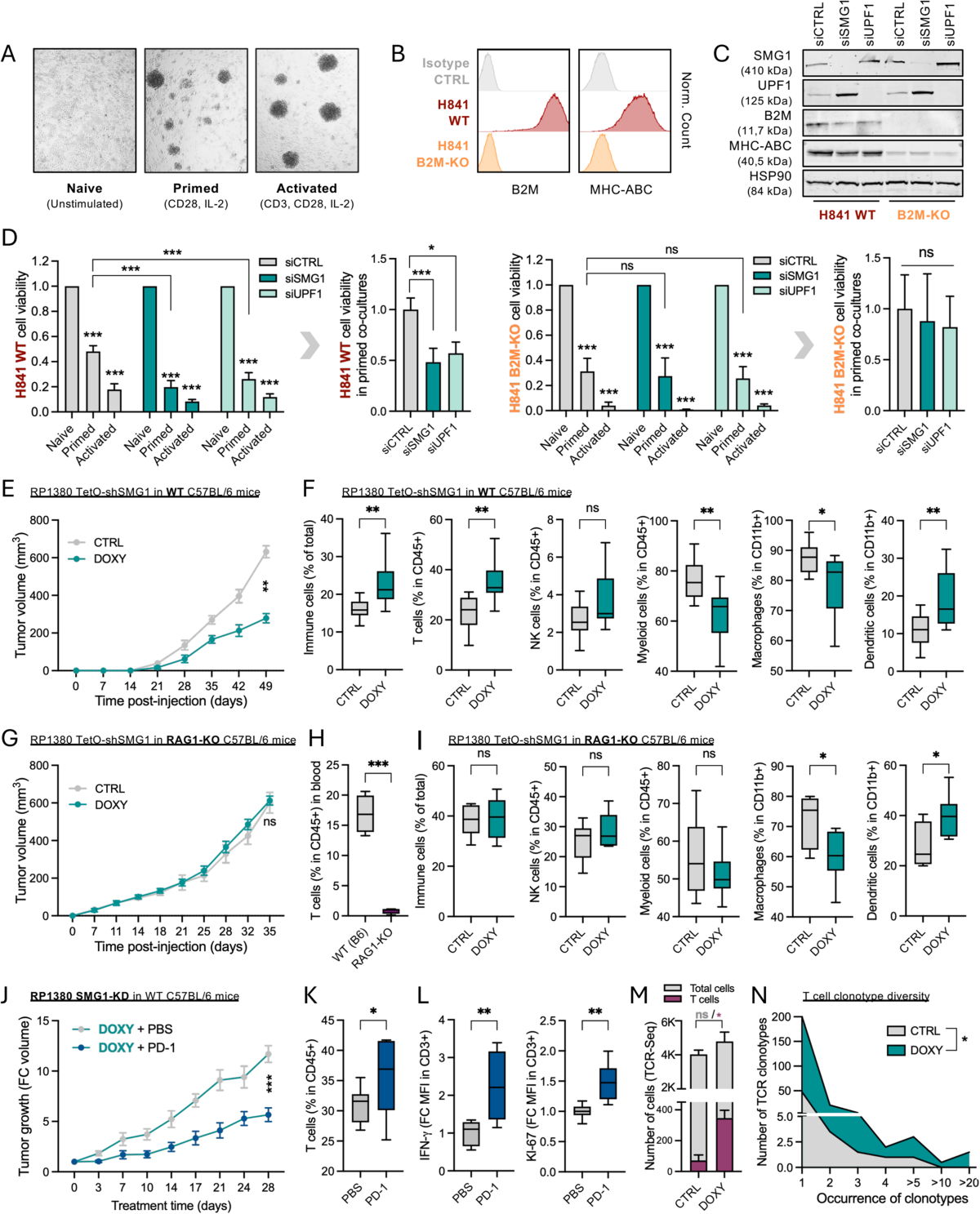 NMD inhibition enhances tumor immunogenicity