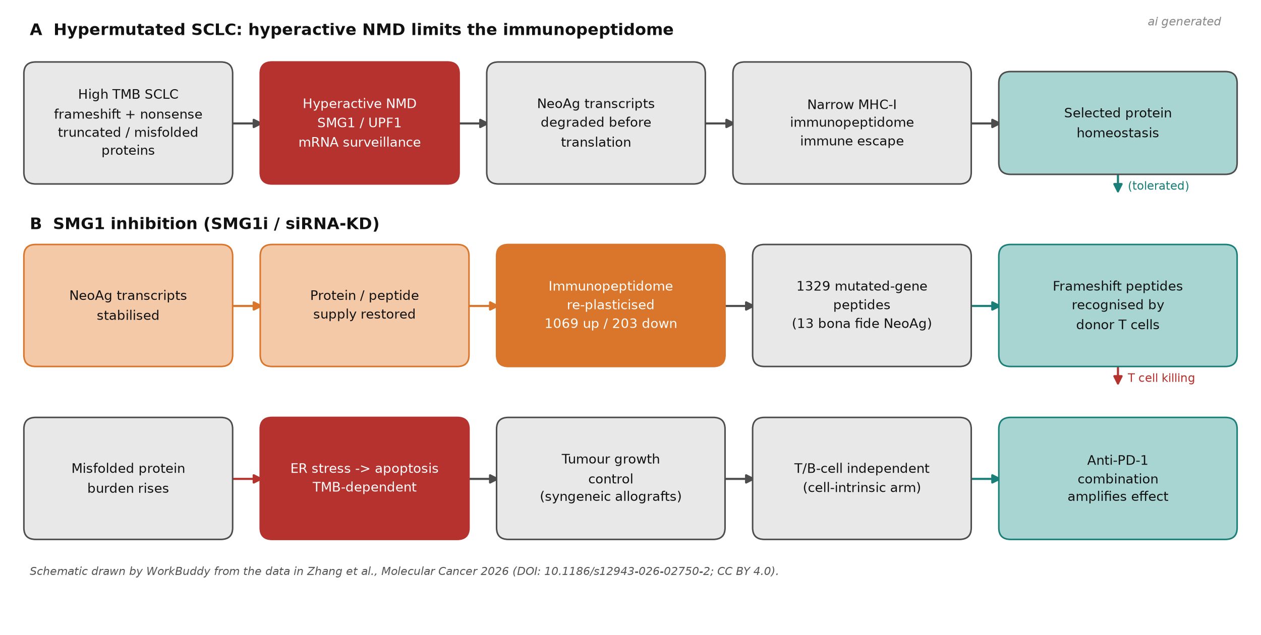 schematic of NMD dependency in SCLC