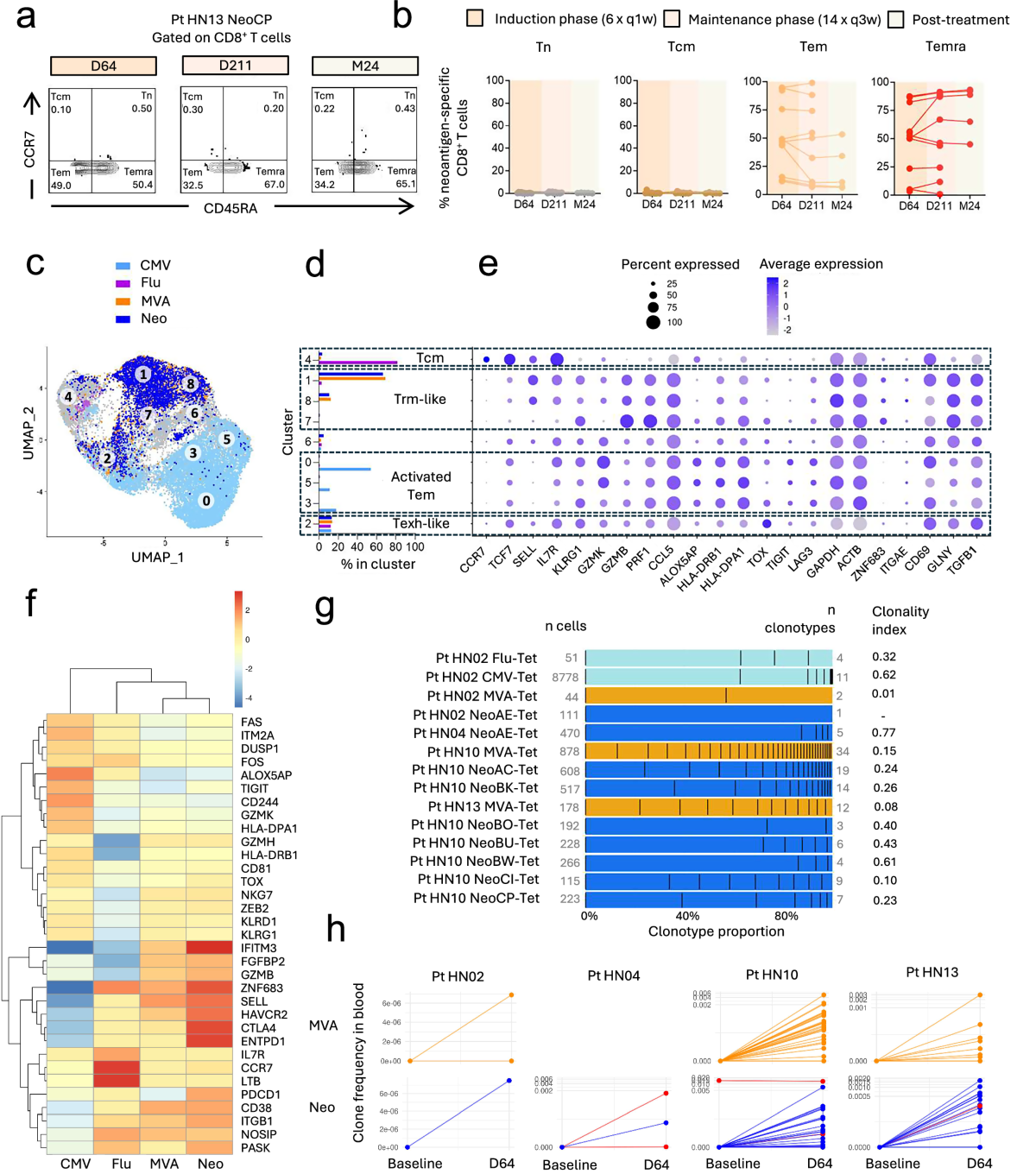 neoepitope-specific CD8 T cell phenotype