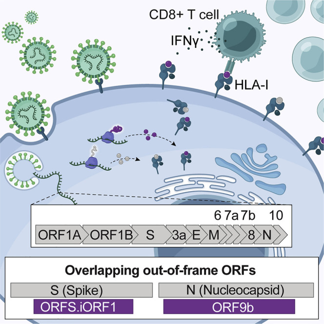 repertoire_cell2021_graphical