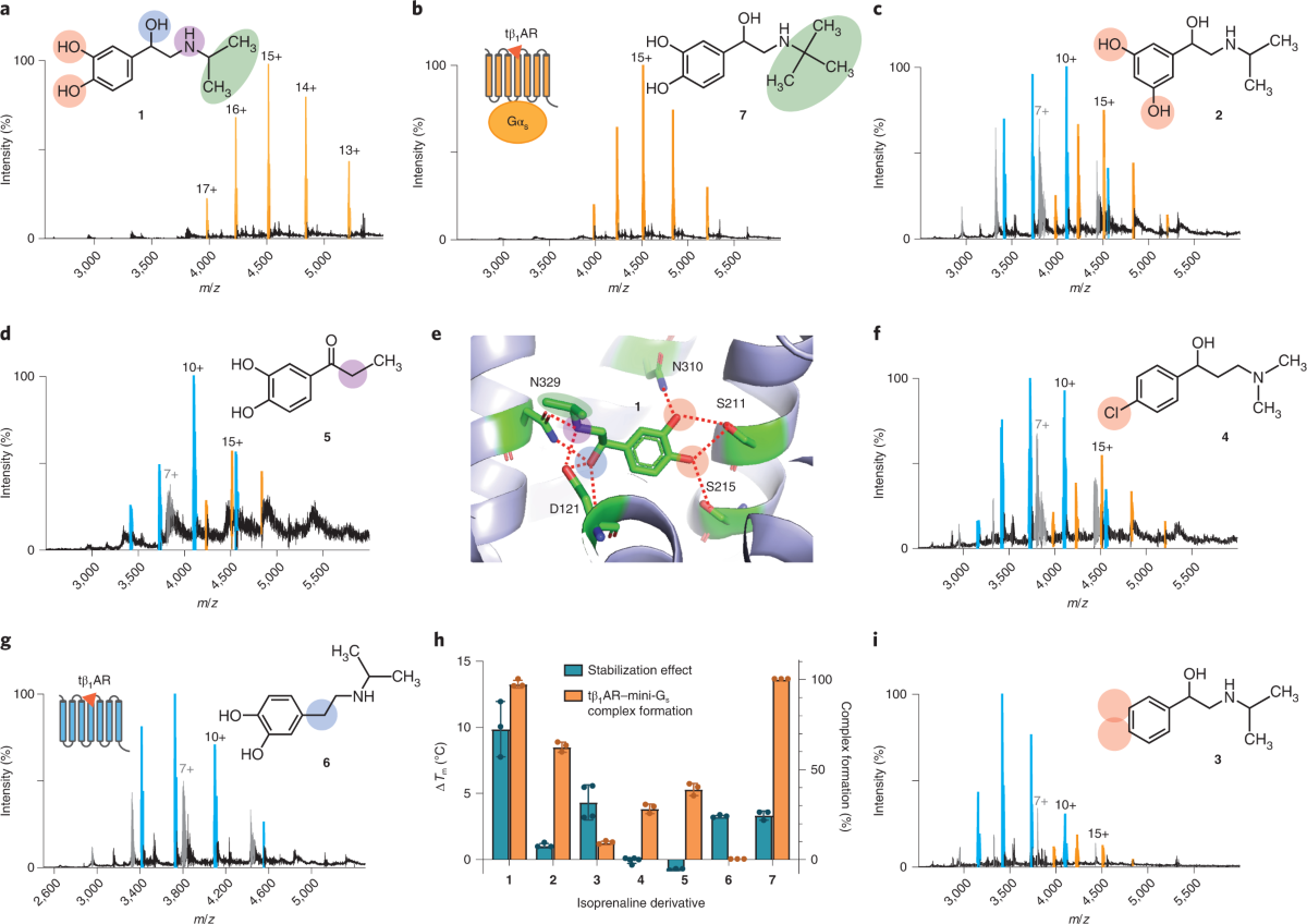 Native mass spectra of beta1 adrenergic receptor ligand complexes